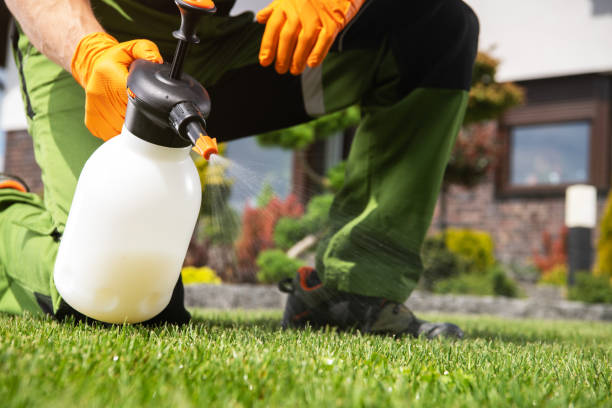 Best Wasp Removal Services  in Bassett, VA