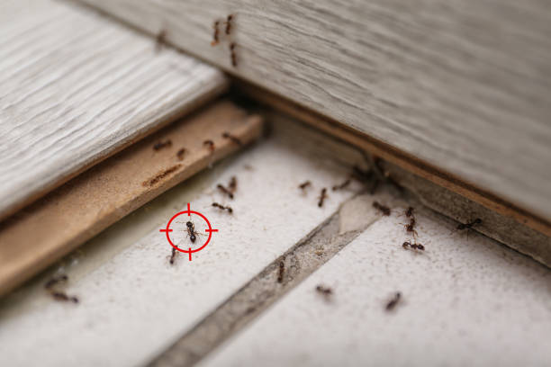 Best Mosquito Control Services  in Bassett, VA