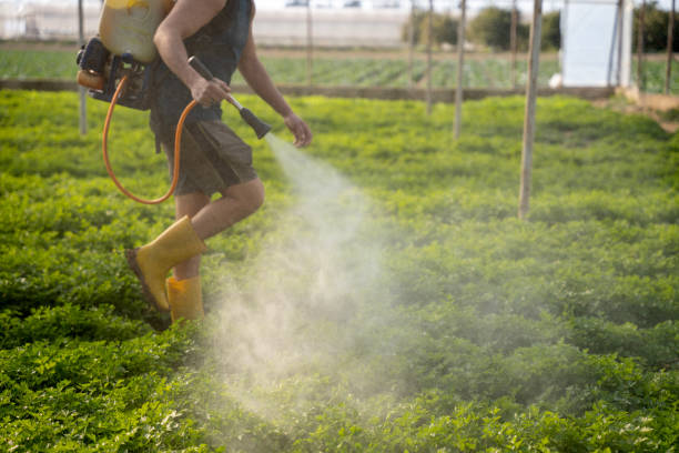 Best Affordable Pest Control Services  in Bassett, VA
