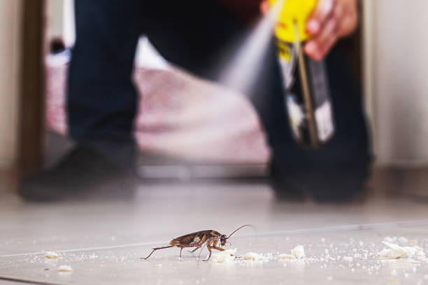 Best Affordable Pest Control Services  in Bassett, VA