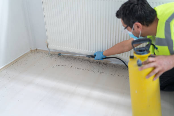 Best Local Pest Control Services  in Bassett, VA